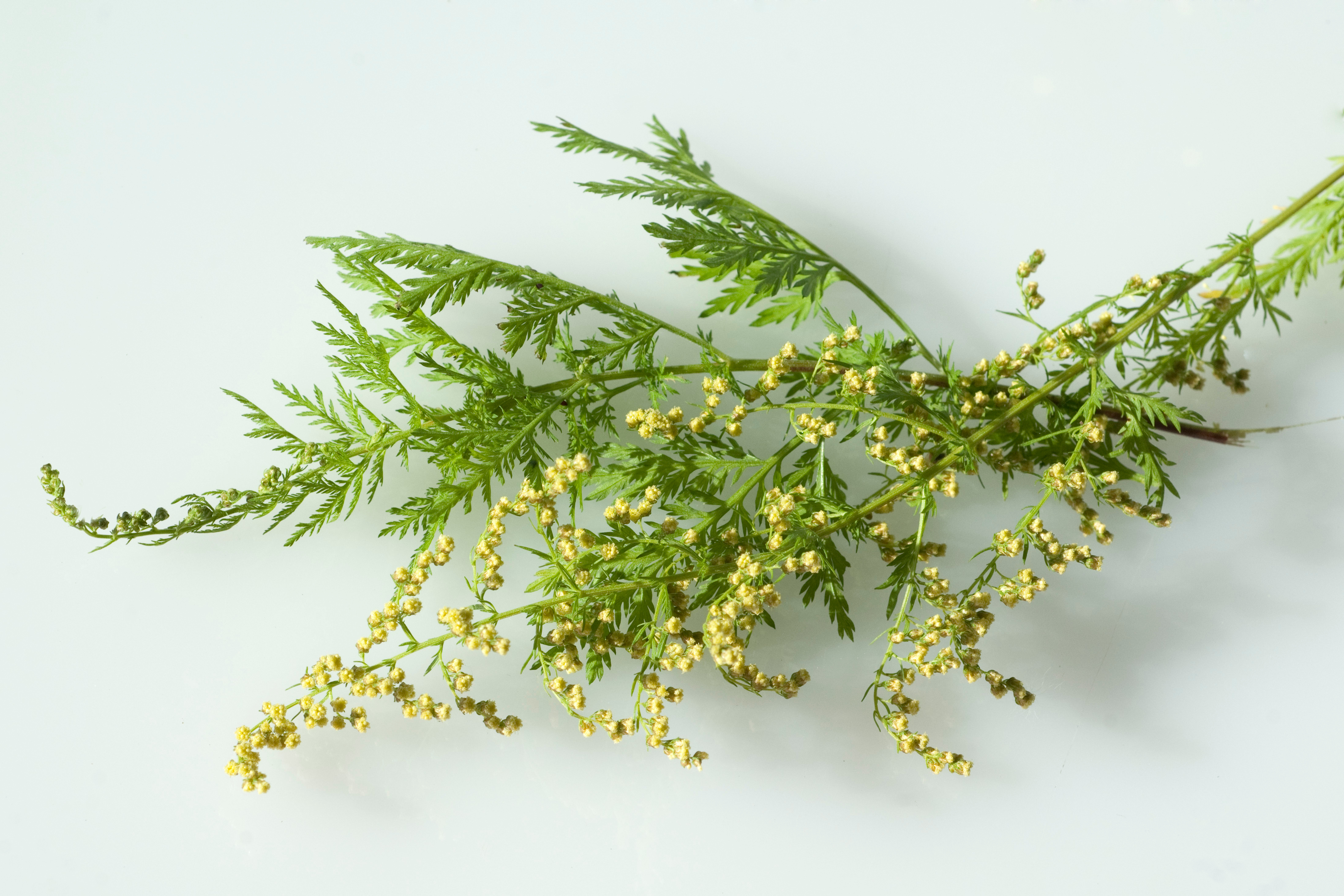 Artemisia annua 100g/500g Pulver als Rohstoff